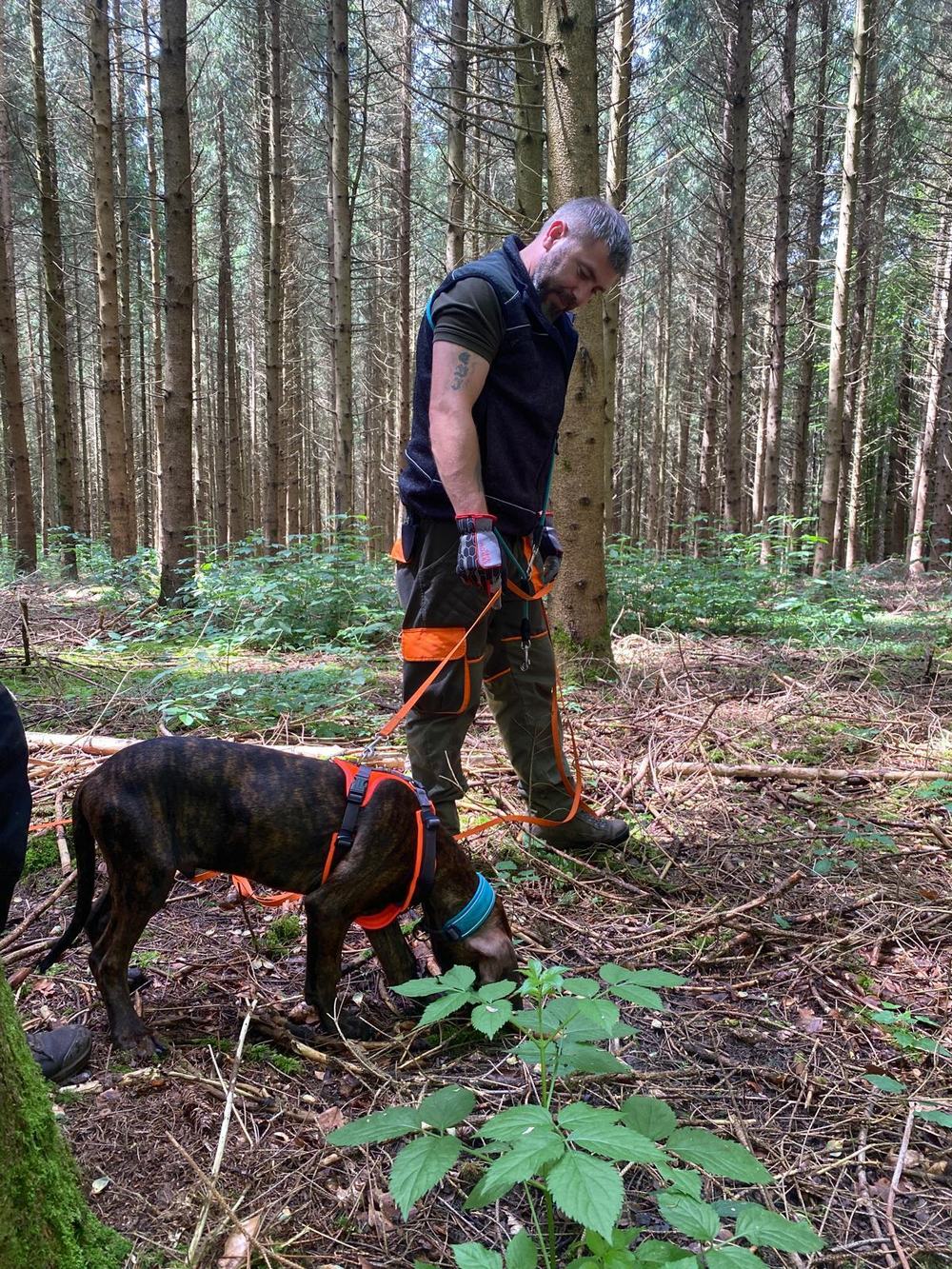 Chien de sang à la longe travaillant la piste nez au sol dans une pessière