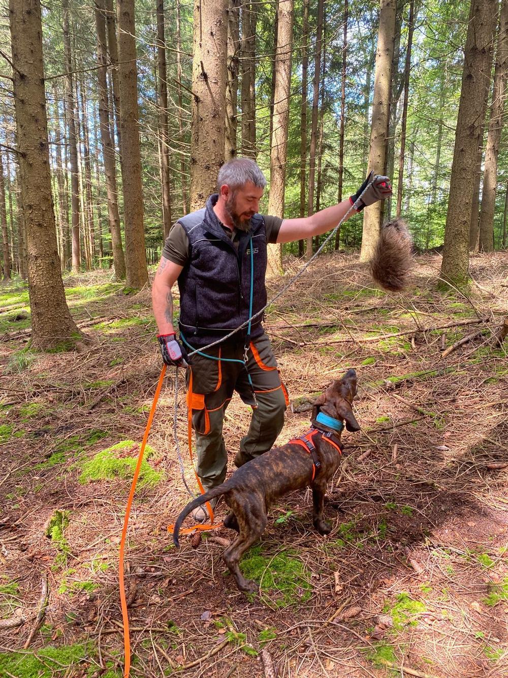Conducteur dressant son chien de sang en forêt avec une peau de sanglier