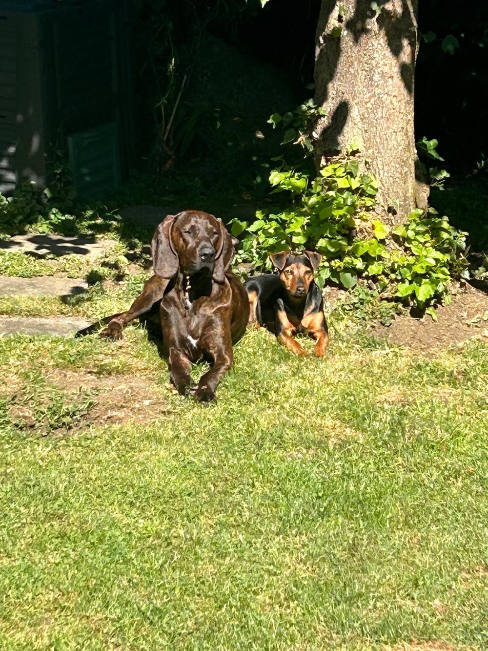 Chien de sang et terrier de chasse couchés ensemble au soleil