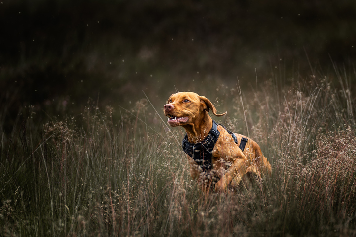 Chien de chasse en harnais quêtant dans les hautes herbes